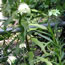 Cephalaria gigantea